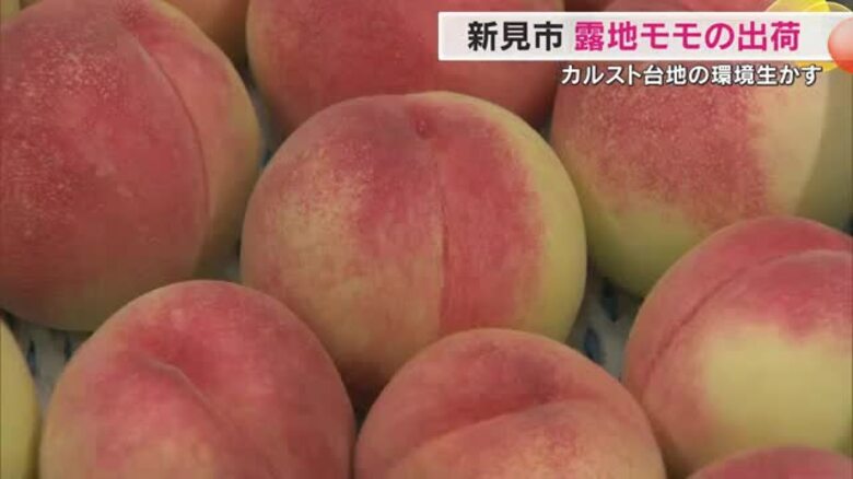 岡山の夏の味覚「モモ」が良い仕上がり　新見市で露地栽培の「白鳳」などの出荷シーズン到来【岡山】｜FNNプライムオンライン