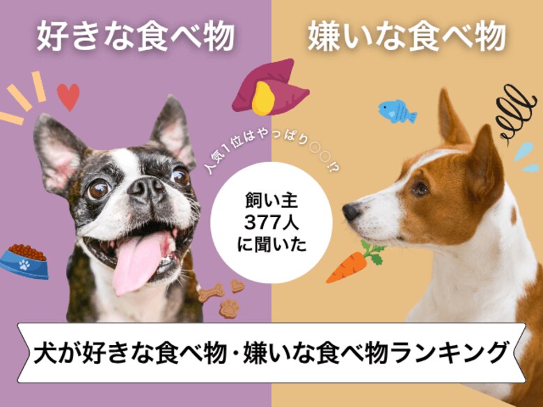 【飼い主377人に調査】犬が好きな食べ物・嫌いな食べ物ランキング！圧倒的人気の食材が判明…！