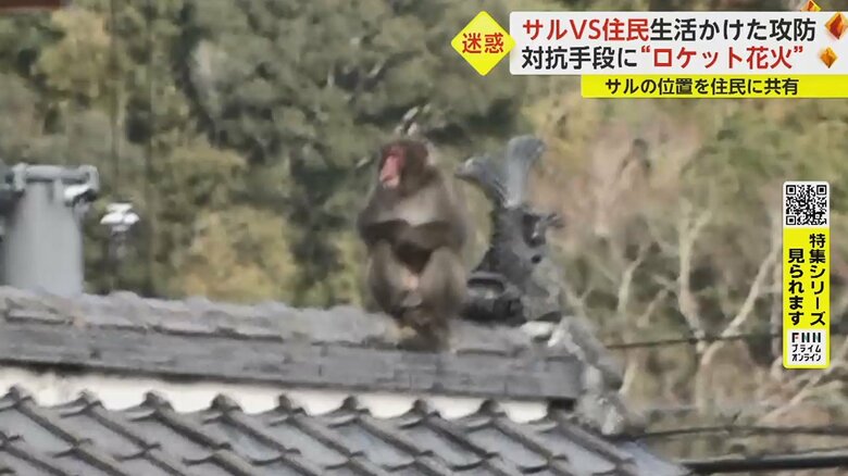 屋根の上にサルを発見
