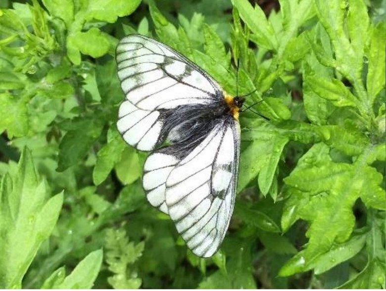 ※送電線下で確認されたチョウ。ウスバシロチョウ(草原性種)(画像提供:東京農工大学大学院グローバルイノベーション研究院教授 小池伸介)