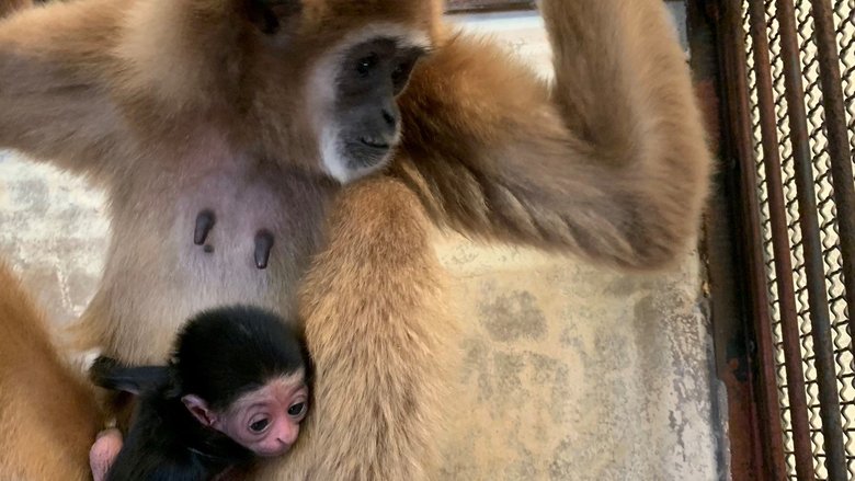 モモとその子どもの様子(2021年撮影)