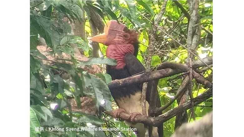 オナガサイチョウ・クロンセン野生動物保護区
