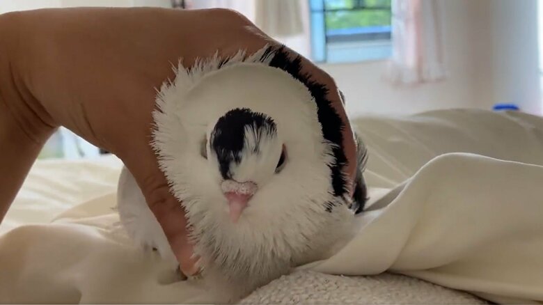 モフられて幸せそう