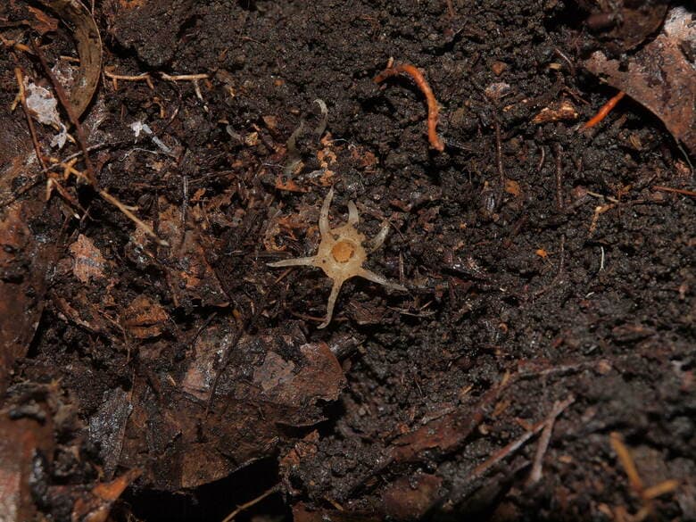 ムジナノショクダイ（提供：神戸大学大学院 末次健司教授）