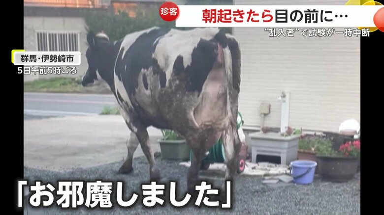 「お邪魔しました」とでも言うかのように家を出て行ったウシ