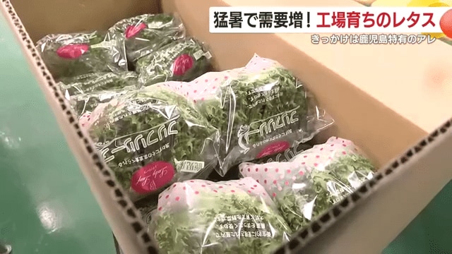 市場の休み以外は毎日出荷している