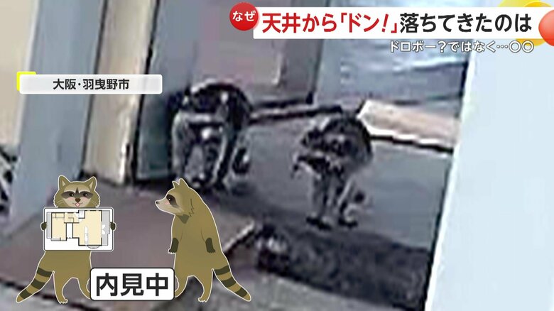 部屋を見渡して顔を見合わせるアライグマ（FNN投稿サイト「ビデオPost」）