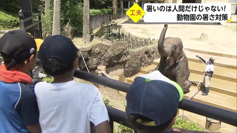 毎日設けられるシャワータイム。心なしかゾウもうれしそう