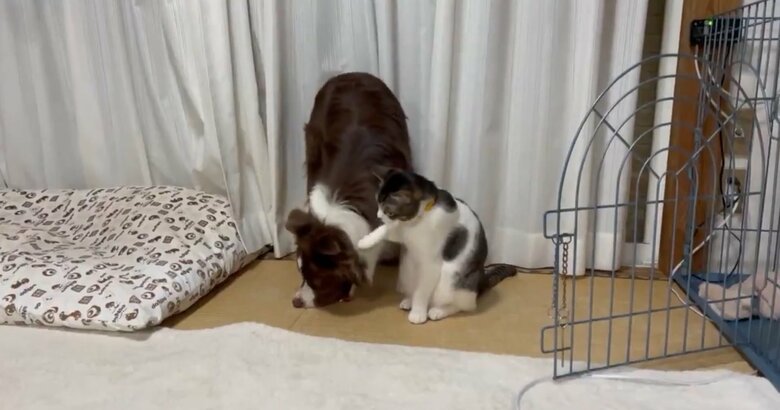 「やめた方がいいよ…」（提供：ゆに＆メッシさん）