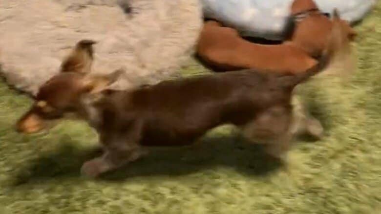 ごはんタイムの様子。嬉しそうに走る