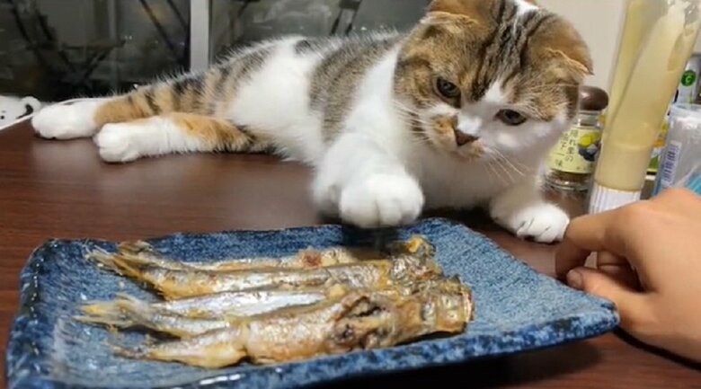 お魚がどうしても食べたい