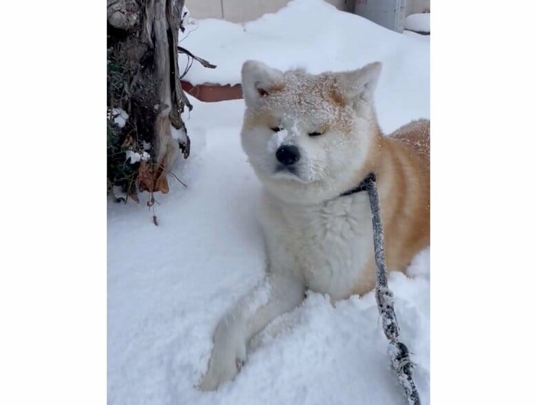 まだ帰りたくないで〜す！の表情…？（提供：秋田犬 五元(イモト)さん）