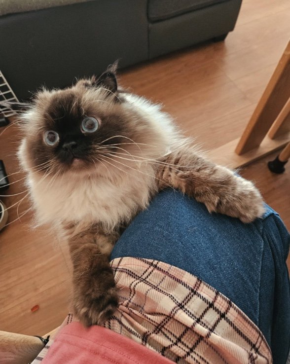 イスに座っている飼い主に飛びついて落ちそうに…（提供：ねぎまるさん）