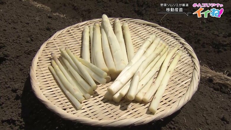 こちらがホワイトアスパラガス