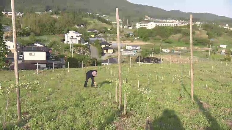 約7500坪の畑でブドウを栽培する及川さん