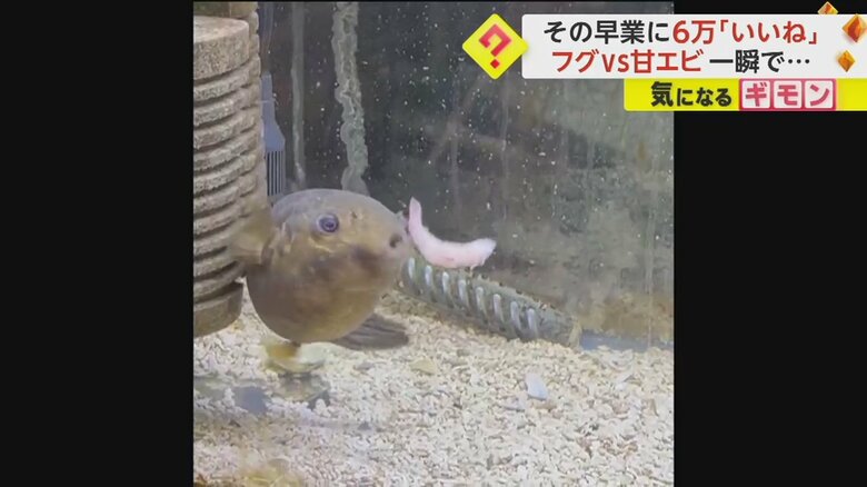 フグが甘エビを一瞬で吸い込む様子③
