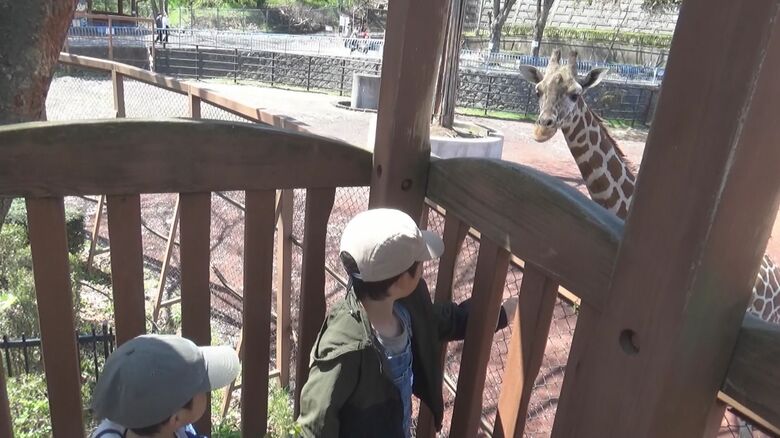 キリンにエサやり