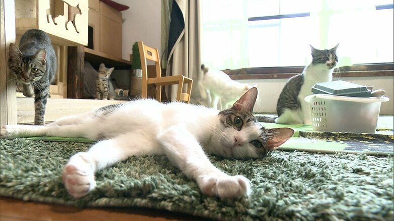 「くすのき」で保護されているネコ