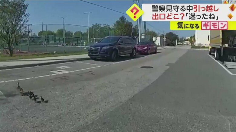 警察官に見守られて公園の池を目指すカモの親子の引っ越しシーン一連画像⑭