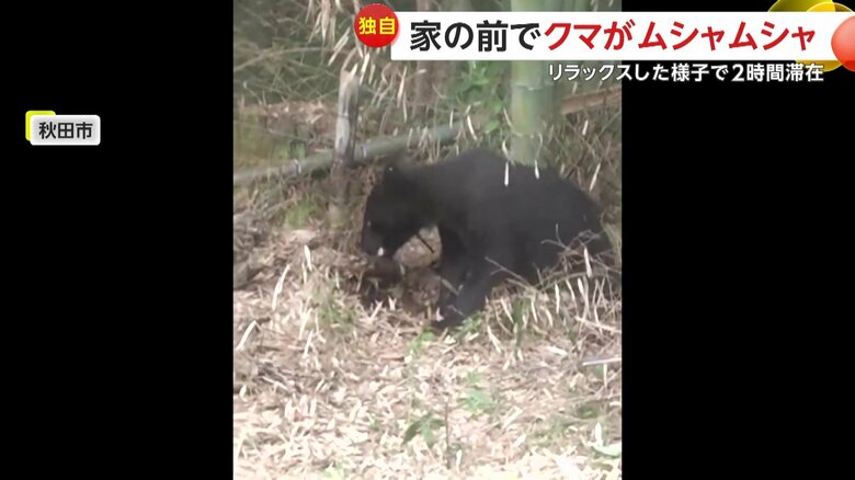 なにかを探すように地面を掘っていたクマ