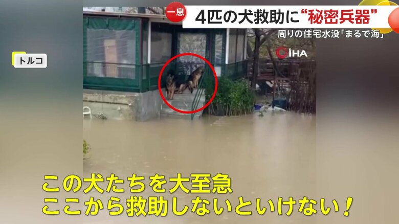 玄関先で孤立していた犬たち