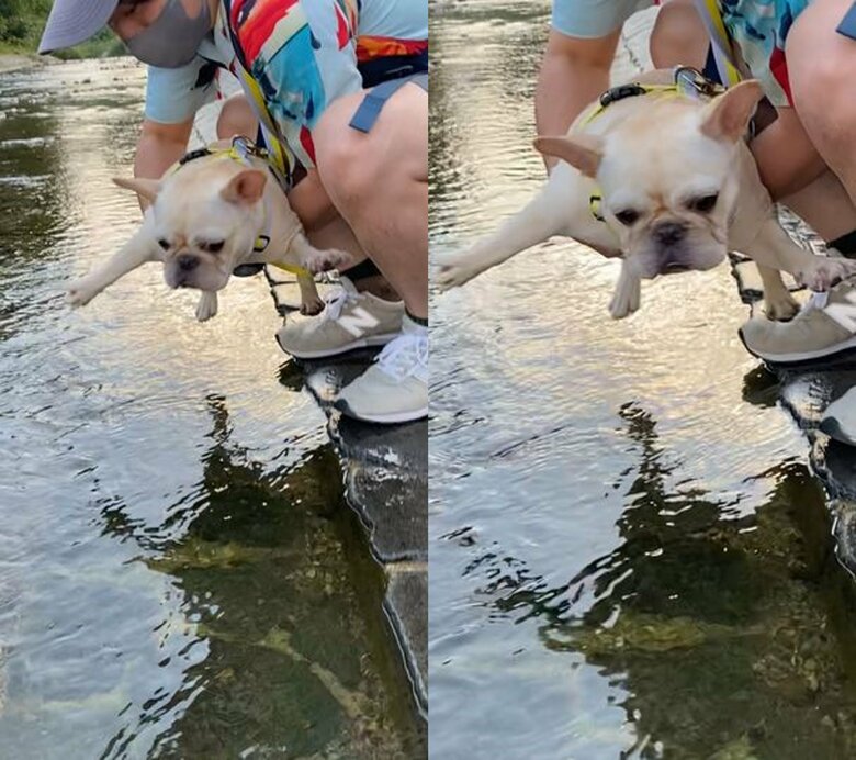 初めて川に入れてみようとした時は必死に抵抗（提供：むぎさん）