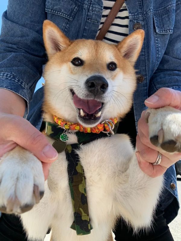 提供：柴犬 しんさん
