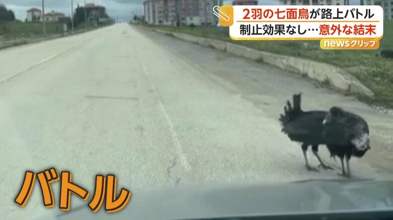 激しいバトルを続ける2羽の七面鳥