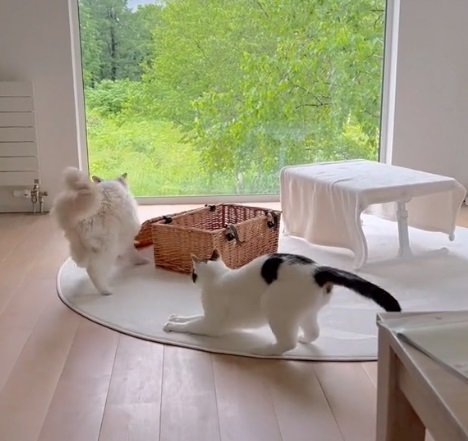 追いかけっこで遊ぶ2匹