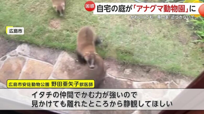 近づかないでと専門家は語る（視聴者撮影）