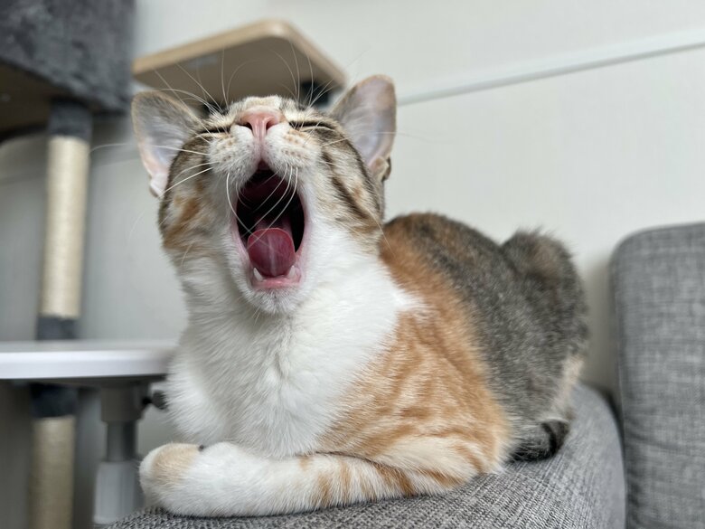 眠そうにあくび