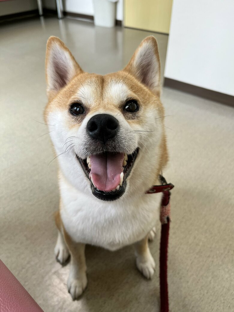 提供：柴犬こちゃんさん