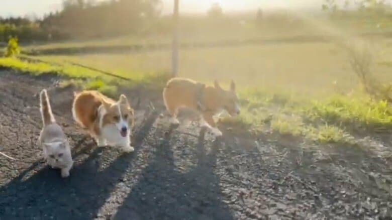 仲良く散歩する3匹