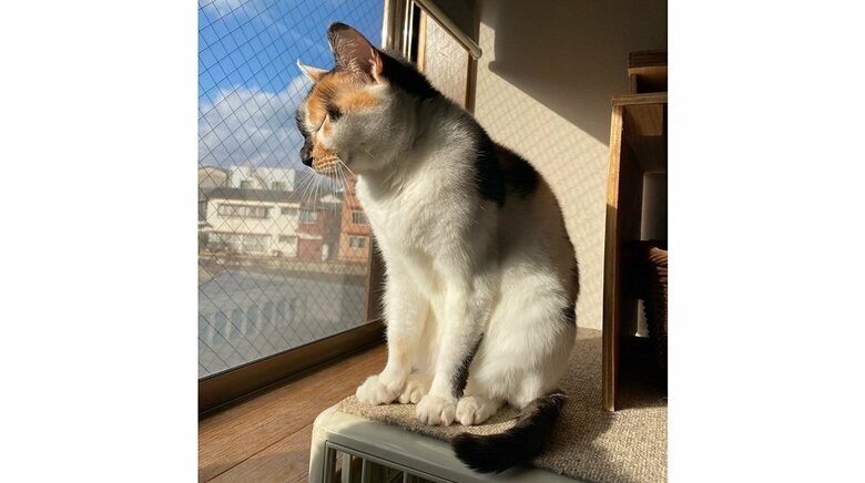 ひなたぼっこしているミケ子ちゃん