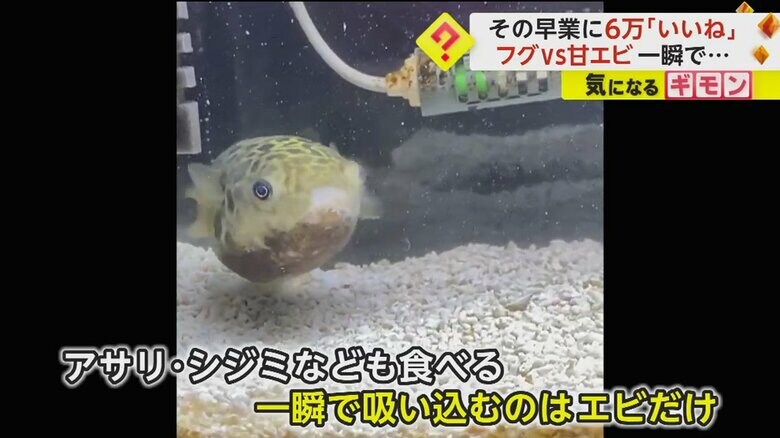 噛みながらアサリを食べるミドリフグのボンちゃん