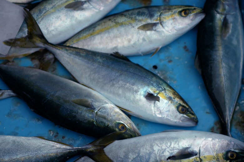 フクラギ（資料）