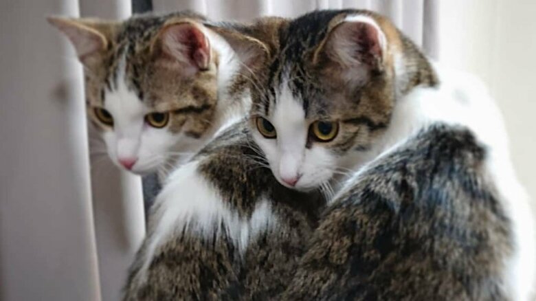 兄妹だけあって動きもシンクロする