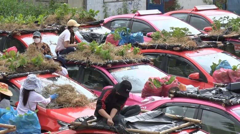 ドライバーに食料を援助する為、タクシーの屋根で野菜を栽培