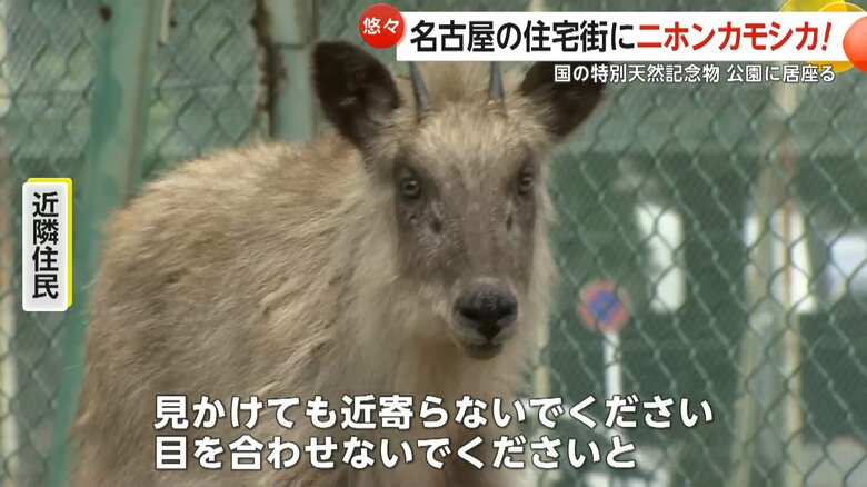 公園内をゆっくりと歩くニホンカモシカ
