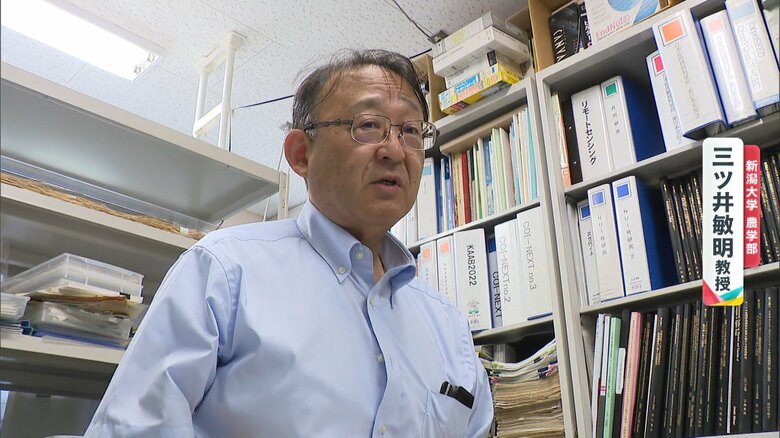 （新潟大学農学部　三ツ井敏明教授）