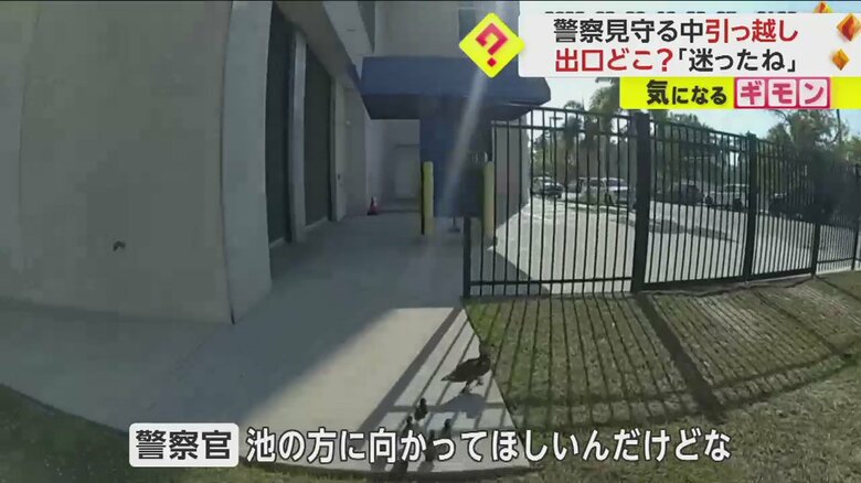 警察官に見守られて公園の池を目指すカモの親子の引っ越しシーン一連画像⑤