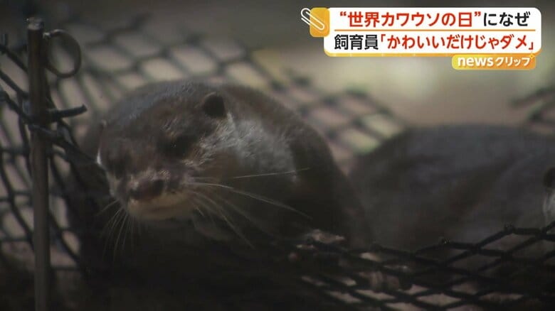 福岡市動物園のコツメカワウソ