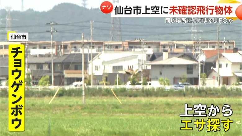 上空からエサを探す際に独特な飛び方を見せるというチョウゲンボウ