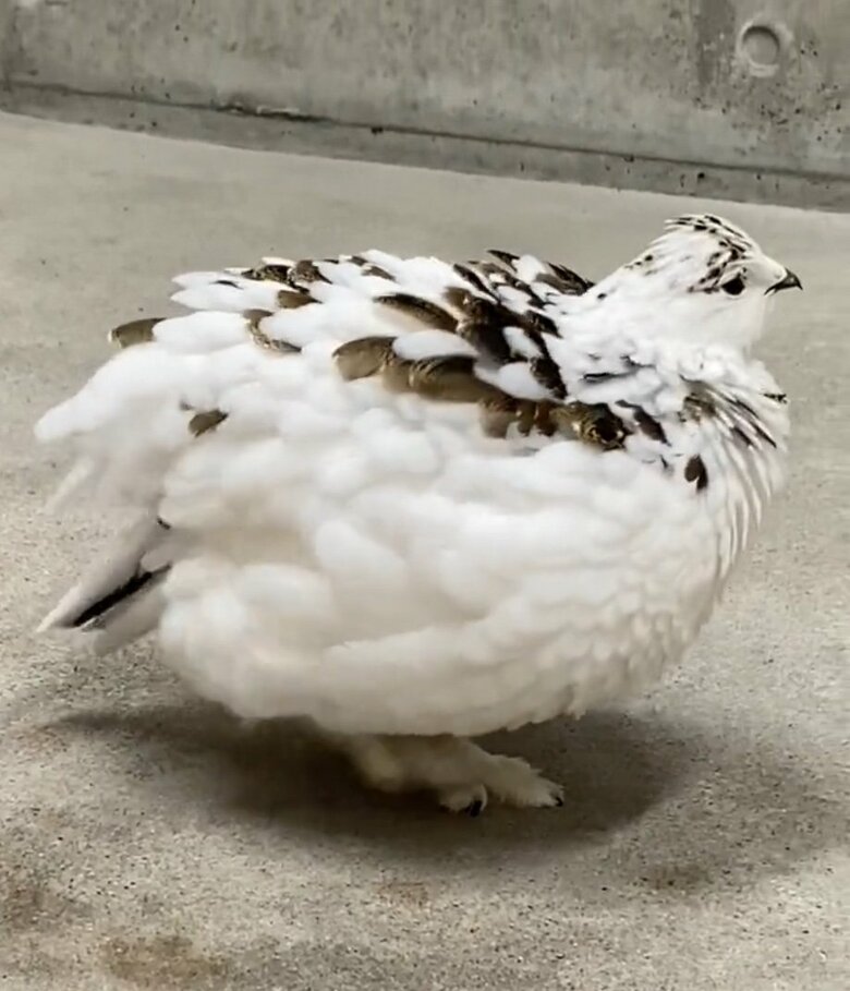 提供：市立大町山岳博物館