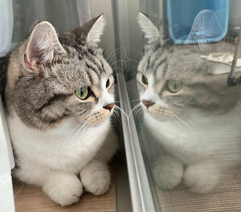 窓に写って、ダブルタロウくん