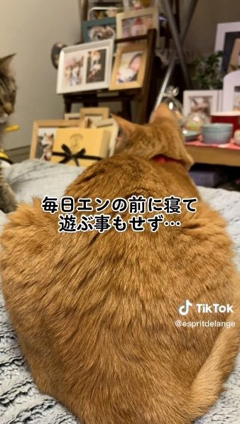 提供：エンとちぃさん