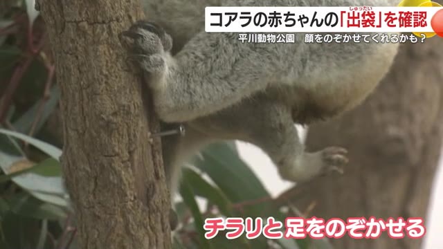かわいい足がチラリ