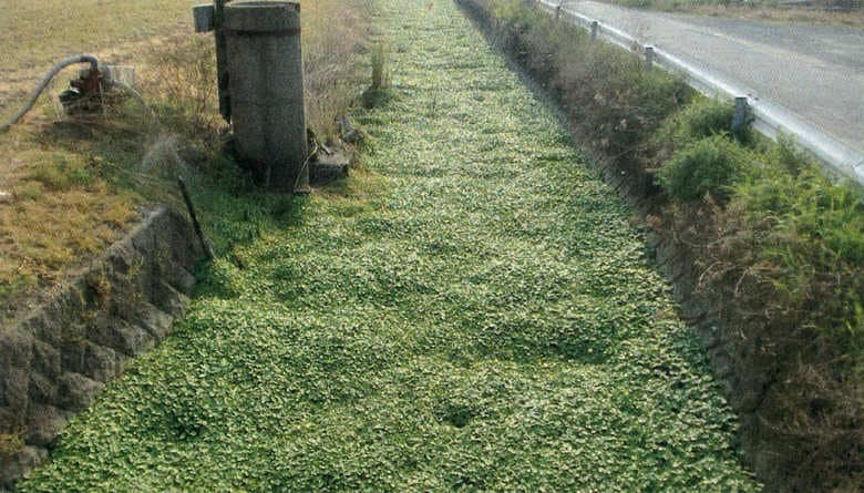 2カ月で10m超成長する特定外来生物が福岡県内で大繁殖…河川氾濫のリスクも