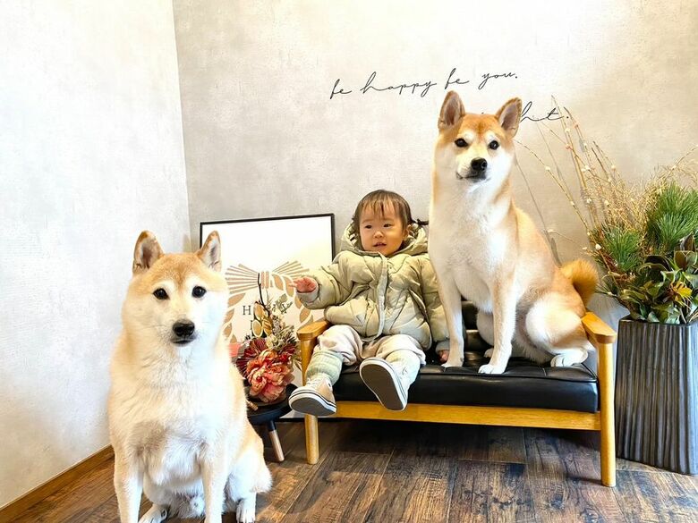 左：豆介くん　右：コロ介くん（提供：柴犬Mamesuke・Korosuke大阪さん）