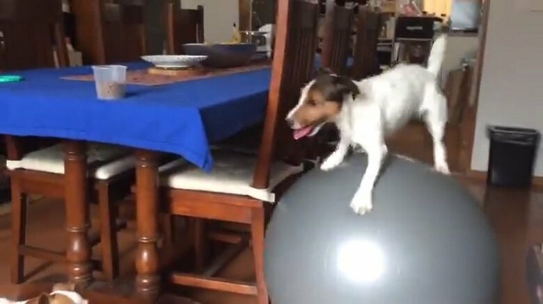 玉乗りして部屋の奥から移動してきた